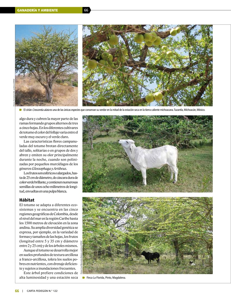 El totumo - Arbol de las Américas para ganadería Moderna (3)