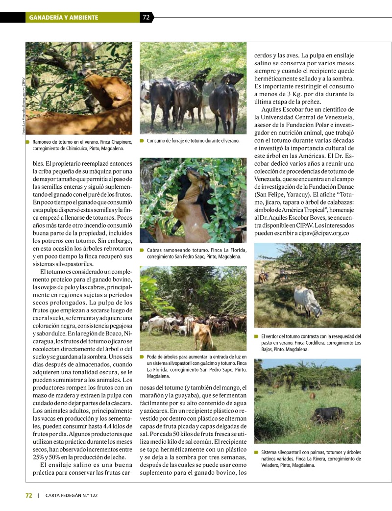 El totumo - Arbol de las Américas para ganadería Moderna (6)