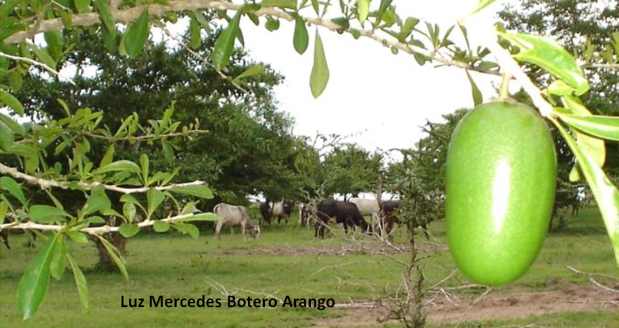 El Totumo: Árbol de las Américas para la ganadería Moderna