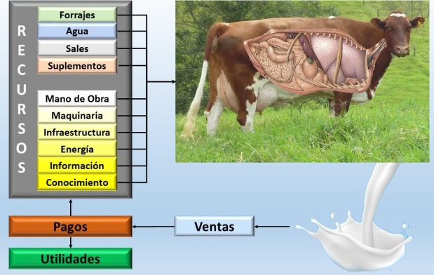 Qué hacer para que las vacas produzcan más leche